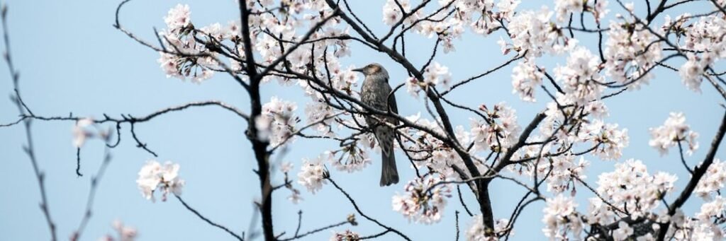 A small bird perched on a blooming cherry blossom branch.